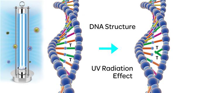 Use of Ultraviolet Lamps